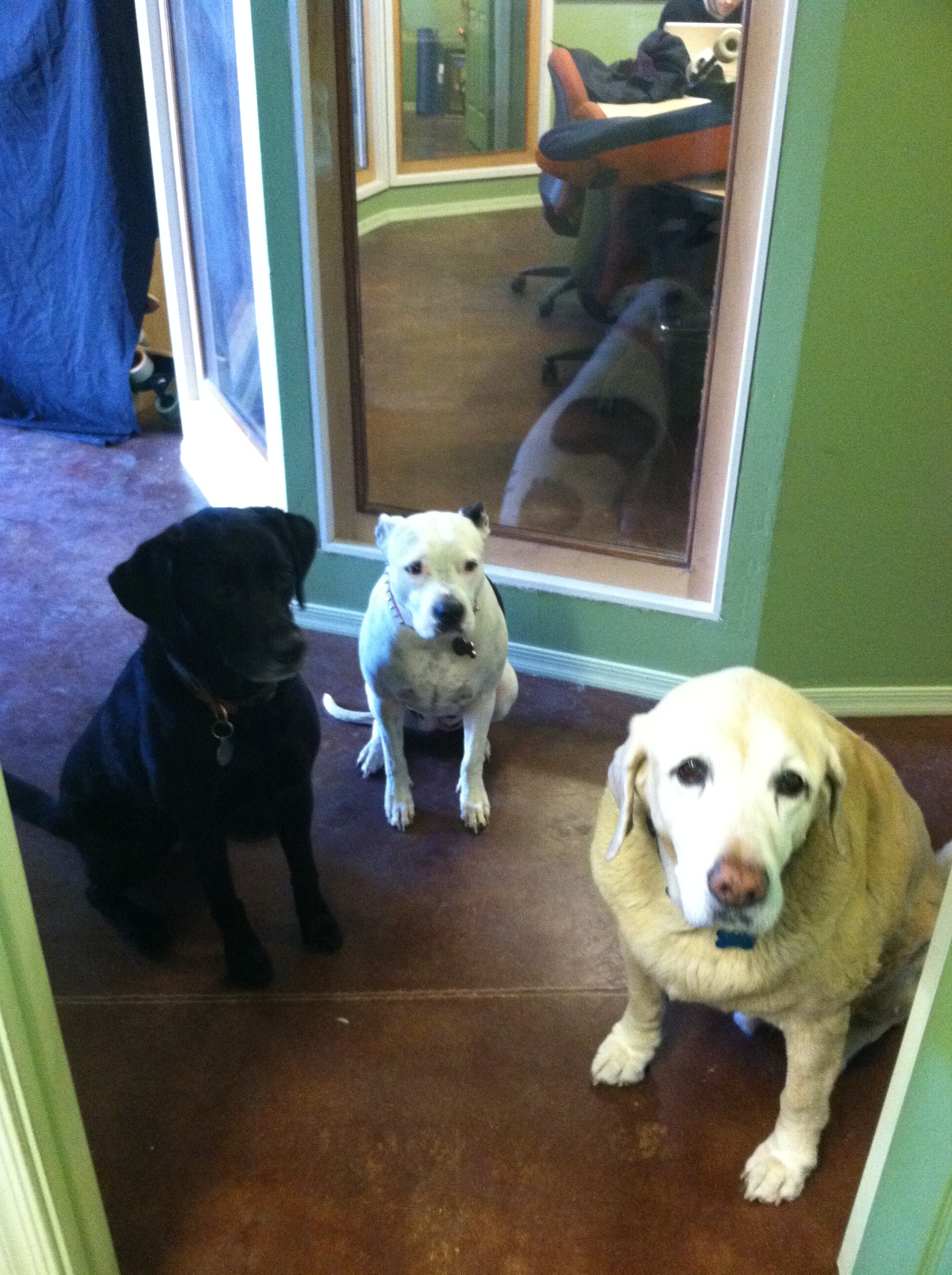 Office Dogs